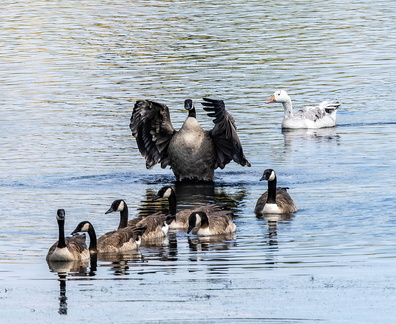 Bernache du Canada Branta canadensis - Canada Goose et oie blanche (domestique)