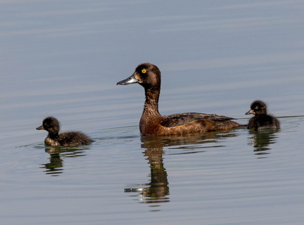  Fuligule morillon Aythya fuligula - Tufted Duck