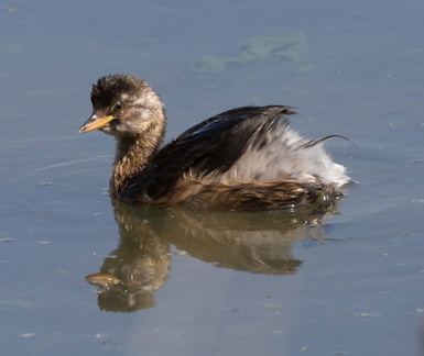 Grèbe castagneux Tachybaptus ruficollis - Little Grebe