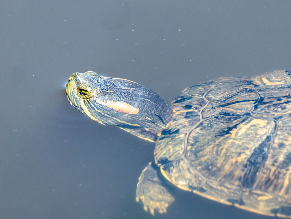 Trachémyde à ventre jaune, Tortue à tempes jaunes, Tortue de Floride, Tortue à ventre jaune (Trachemys scripta scripta) 