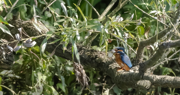 Martin-pêcheur d'Europe Alcedo atthis - Common Kingfisher