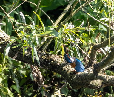 Martin-pêcheur d'Europe Alcedo atthis - Common Kingfisher