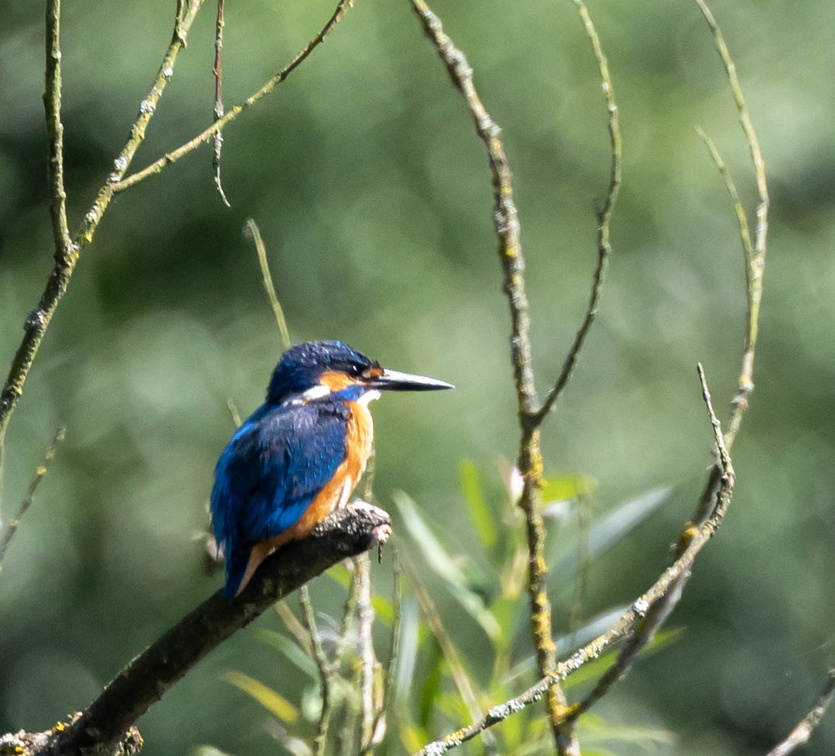 Martin-pêcheur d'Europe Alcedo atthis - Common Kingfisher