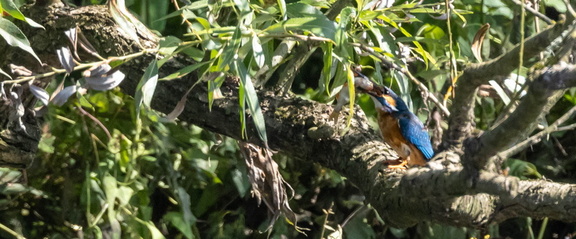 Martin-pêcheur d'Europe Alcedo atthis - Common Kingfisher