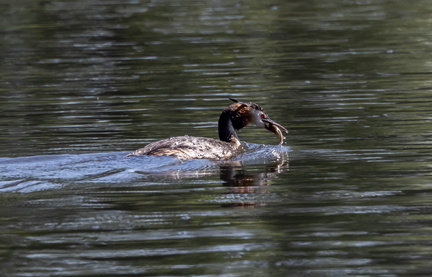  Grèbe huppé Podiceps cristatus - Great Crested Grebe