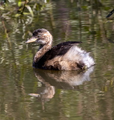 Grèbe castagneux Tachybaptus ruficollis - Little Grebe