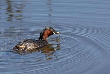 Grèbe castagneux Tachybaptus ruficollis - Little Grebe