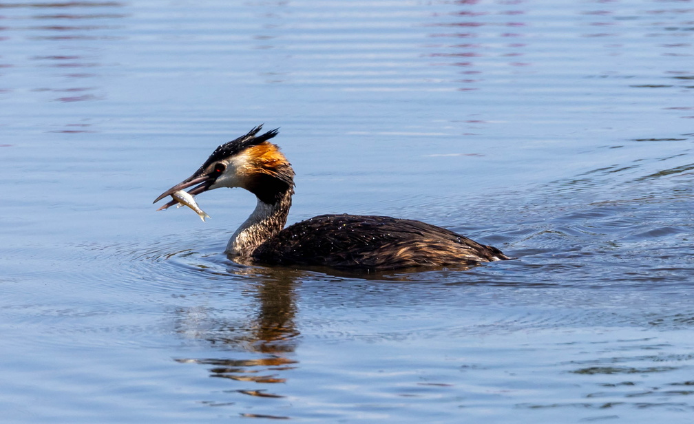  Grèbe huppé Podiceps cristatus - Great Crested Grebe