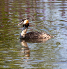  Grèbe huppé Podiceps cristatus - Great Crested Grebe