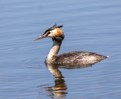  Grèbe huppé Podiceps cristatus - Great Crested Grebe