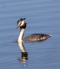  Grèbe huppé Podiceps cristatus - Great Crested Grebe