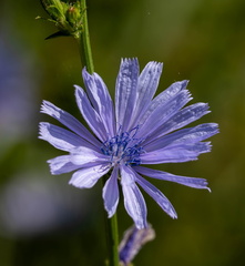 chicorée sauvage