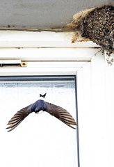 Hirondelle de fenêtre Delichon urbicum - Western House Martin