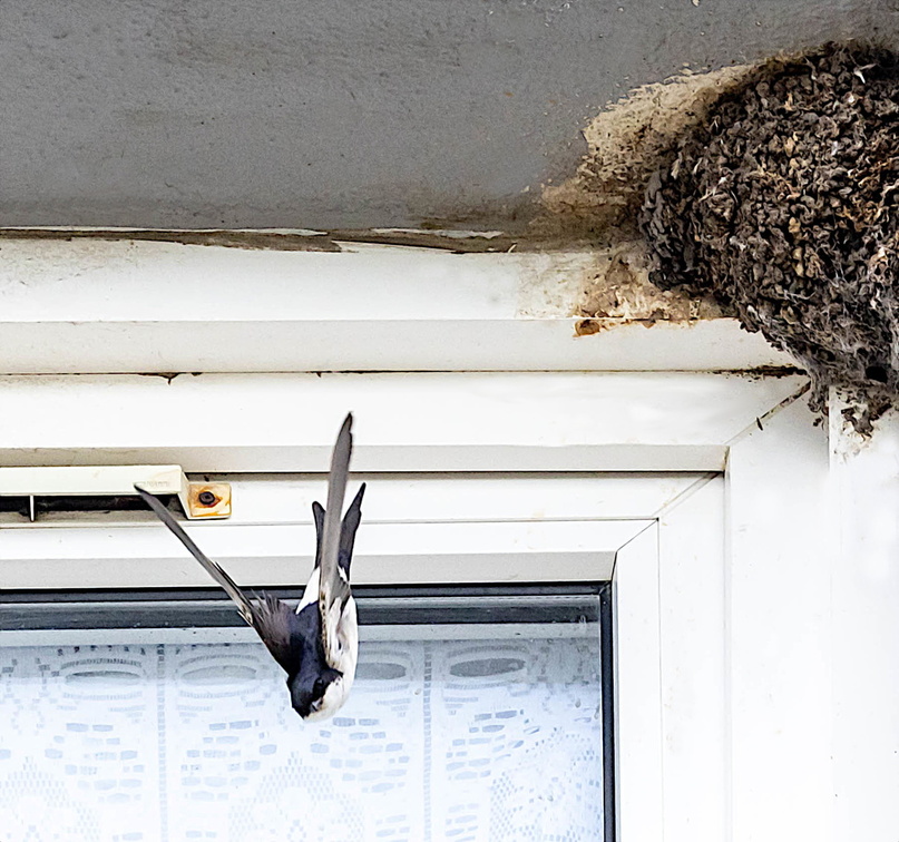 Hirondelle de fenêtre Delichon urbicum - Western House Martin