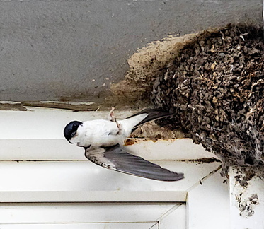 Hirondelle de fenêtre Delichon urbicum - Western House Martin