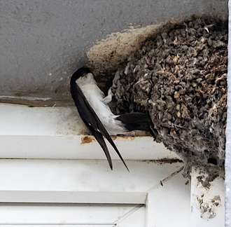 Hirondelle de fenêtre Delichon urbicum - Western House Martin