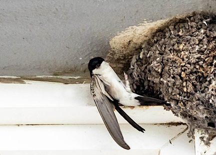 Hirondelle de fenêtre Delichon urbicum - Western House Martin