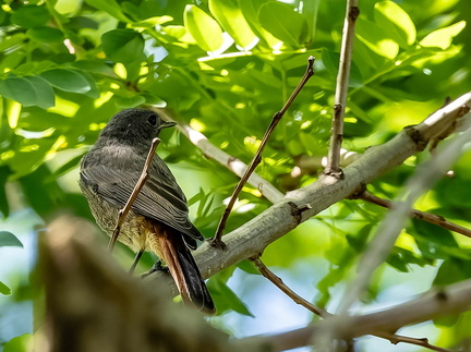 Rougequeue noir Phoenicurus ochruros - Black Redstart