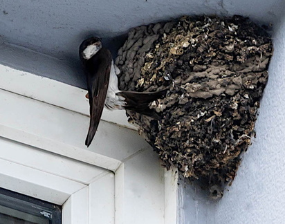  Hirondelle de fenêtre Delichon urbicum - Western House Martin