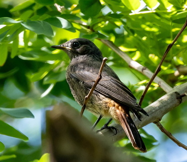 Rougequeue noir Phoenicurus ochruros - Black Redstart