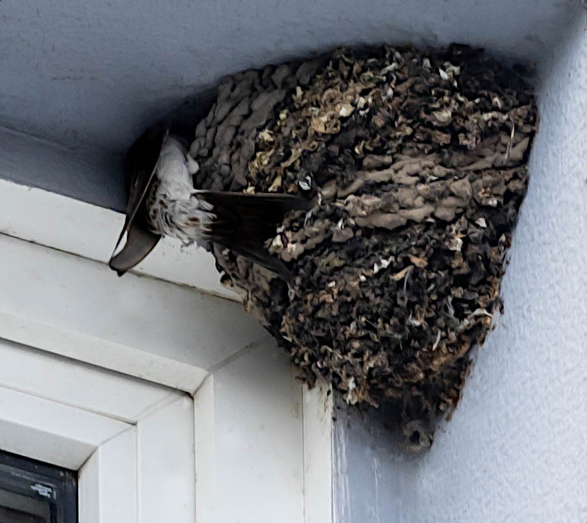 Hirondelle de fenêtre Delichon urbicum - Western House Martin