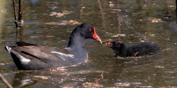  Gallinule poule-d'eau Gallinula chloropus - Common Moorhen