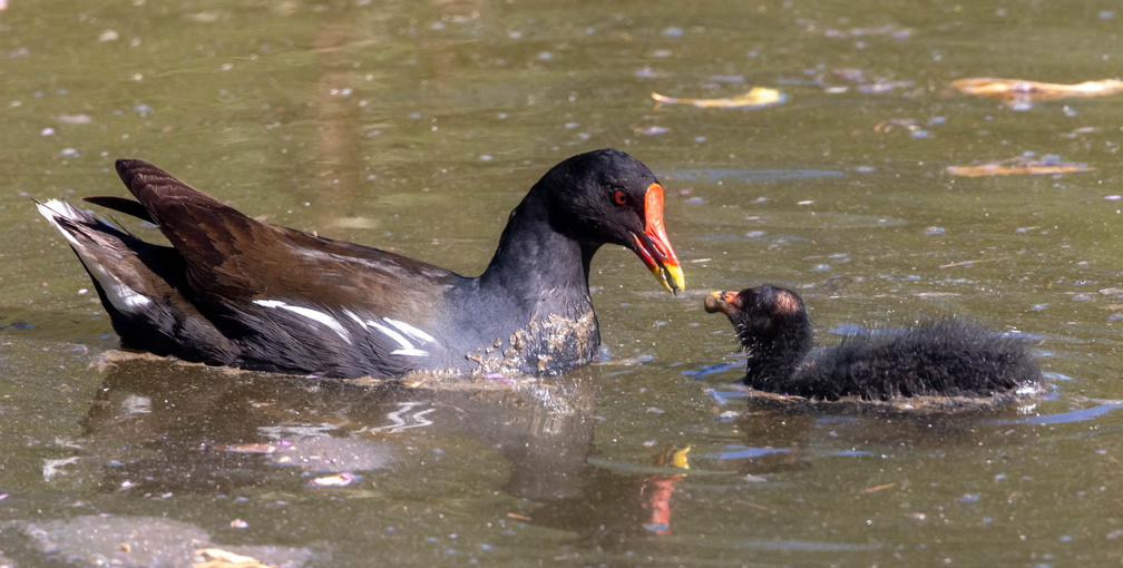  Gallinule poule-d'eau Gallinula chloropus - Common Moorhen