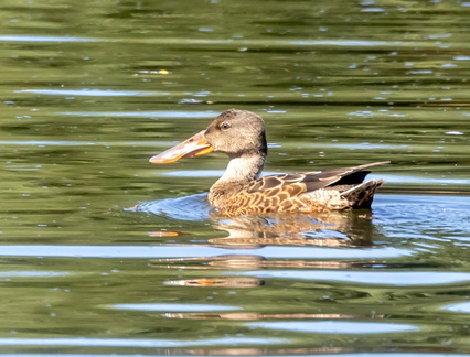 Canard souchet Spatula clypeata - Northern Shoveler