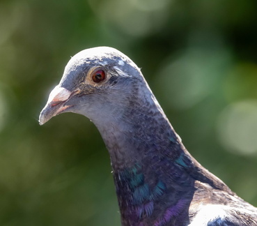 Pigeon biset Columba livia - Rock Dove