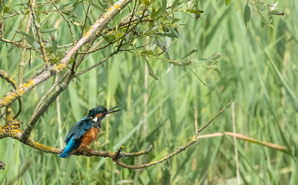 Martin-pêcheur d'Europe Alcedo atthis - Common Kingfisher