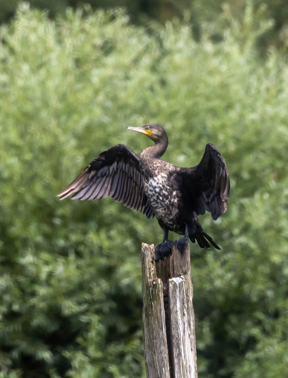 Grand Cormoran Phalacrocorax carbo - Great Cormorant