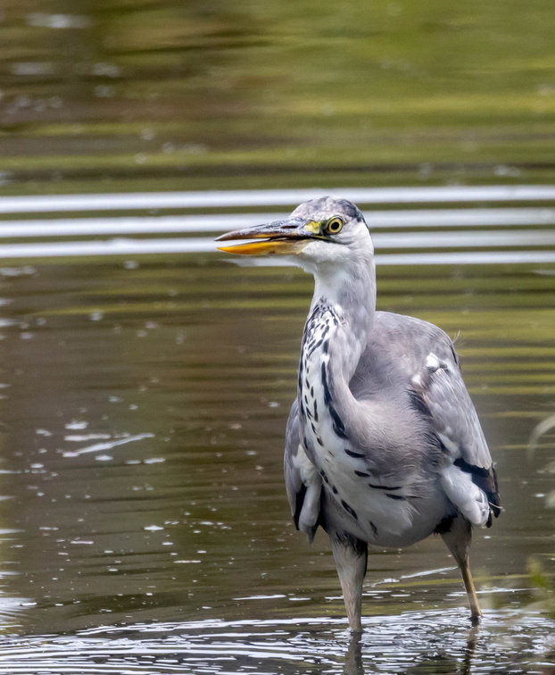 Héron cendré Ardea cinerea - Grey Heron