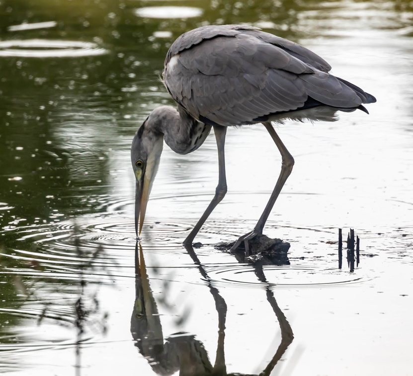 Héron cendré Ardea cinerea - Grey Heron