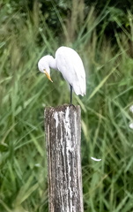 Héron garde-boeufs Bubulcus ibis - Western Cattle Egret