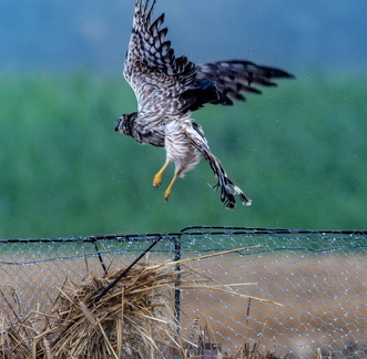 Busard cendré Circus pygargus - Montagu's Harrier (femelle)