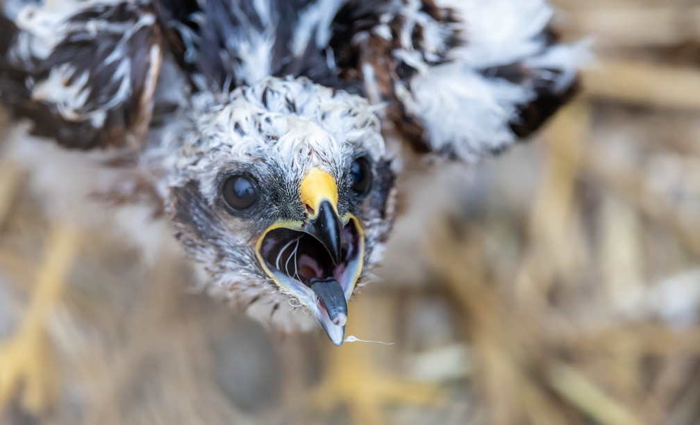 Busard cendré Circus pygargus - Montagu's Harrier (poussin)