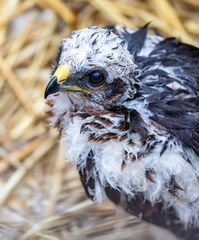 Busard cendré Circus pygargus - Montagu's Harrier (poussin)