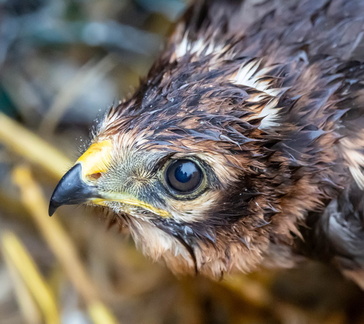 Busard cendré Circus pygargus - Montagu's Harrier (poussin)