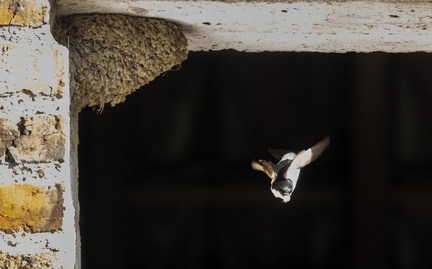 Hirondelle de fenêtre Delichon urbicum - Western House Martin