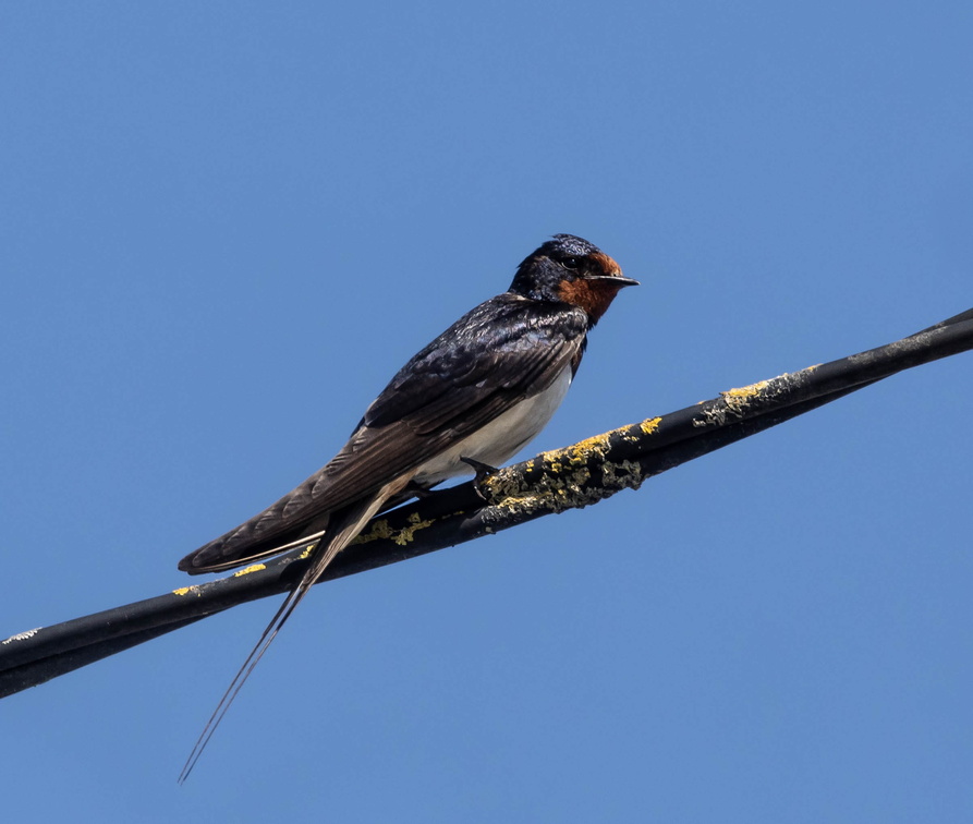  Hirondelle rustique Hirondelle de cheminée Hirundo rustica - Barn Swallow (mâle)