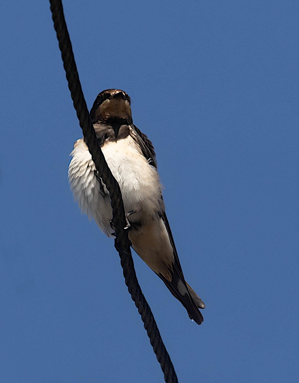  Hirondelle rustique Hirondelle de cheminée Hirundo rustica - Barn Swallow (femelle)