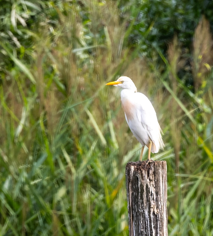 Héron garde-boeufs Bubulcus ibis - Western Cattle Egret