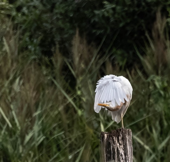 Héron garde-boeufs Bubulcus ibis - Western Cattle Egret