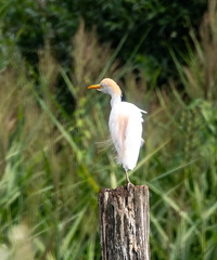 Héron garde-boeufs Bubulcus ibis - Western Cattle Egret