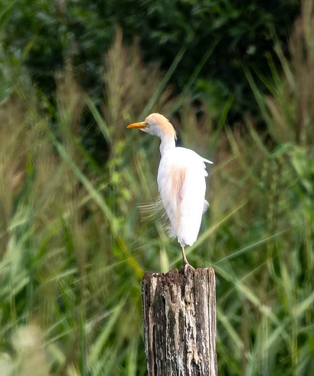 Héron garde-boeufs Bubulcus ibis - Western Cattle Egret