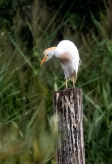 Héron garde-boeufs Bubulcus ibis - Western Cattle Egret