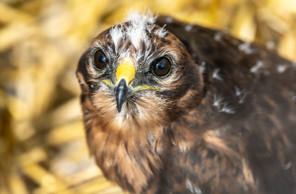 Busard cendré Circus pygargus - Montagu's Harrier (poussin une semaine plus tard)