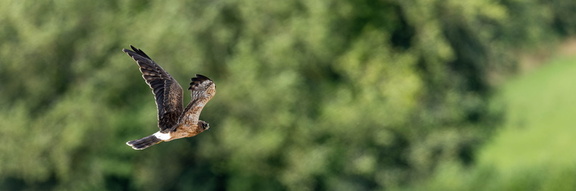 Busard cendré Circus pygargus - Montagu's Harrier (poussin s'envolant)