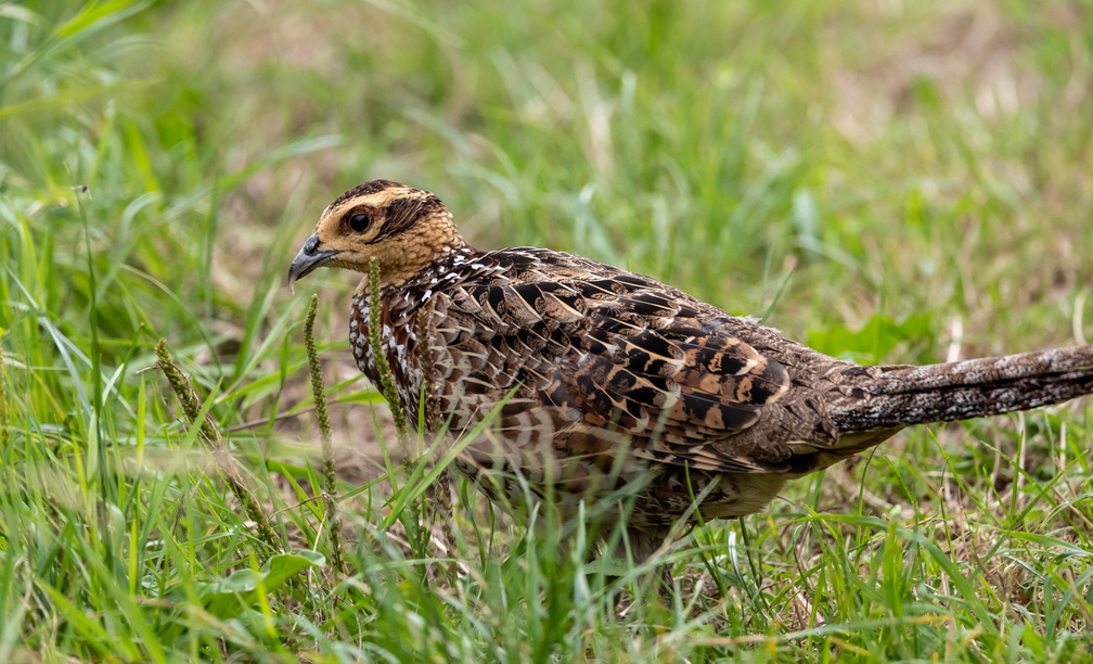 Faisan vénéré Syrmaticus reevesii - Reeves's Pheasant