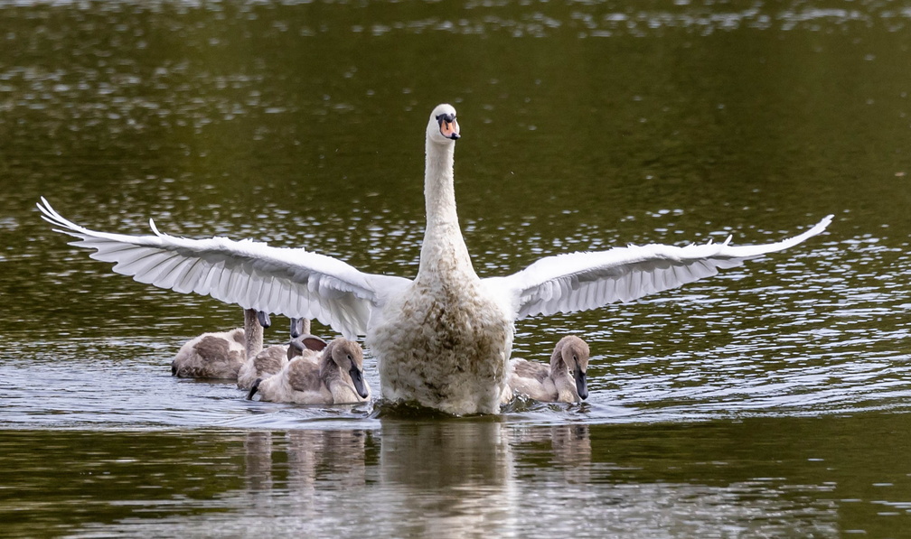  Cygne tuberculé Cygnus olor - Mute Swan